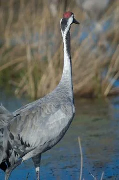 Back view of a common crane. Stock Photos
