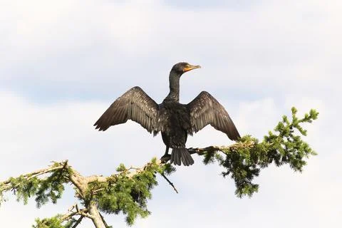 Back view of a Cormorant dryinging its wings on a branch Stock Photos