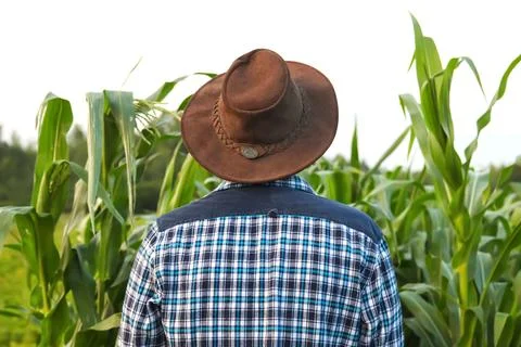 Back view of the cowboy. Back view of a young man wearing a cowboy hat. Green 写真素材