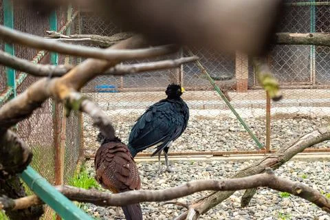 Back view of crest-headed Great curassow birds walking through an outdoor a.. Stock Photos