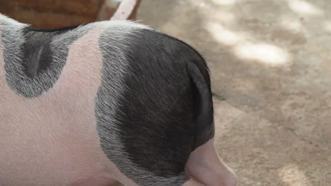 Back view of cute spotted miniature pig wagging tail while eating on farm Video stock 342913332
