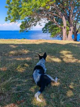 Back View of Dog Resting on Grass Under Tree Shade Overlooking Blue Ocean Stock Photos