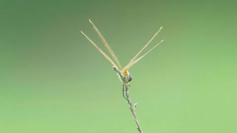 Back view of dragonfly perched on dry stem Stock Footage 322724889