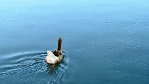 Back view duck or goose swimming in the river Stock-Footage 91898890