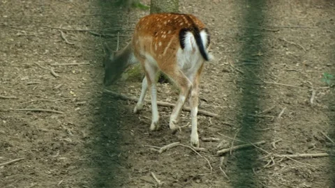Back view of fallow deer grazing on ground in forest enclosure. Stock Footage 345716538