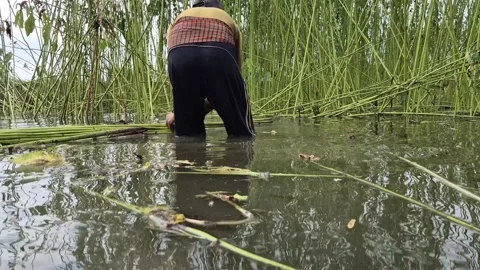 Back View Of Farmer Binding Green Jute Bundles In Flooded Field Stock Footage 340446818