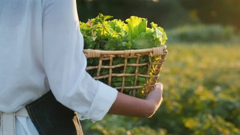Back view: The farmer carries a basket of herbs and salad, walks on the field. Stock Footage 135563765