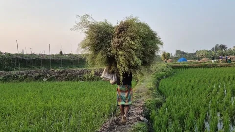 ​Back View of Farmer Carrying Heavy Mustard Bundle on Head Along Stock Footage 337015177