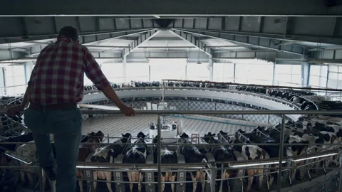 Back view farmer checking milking system on automated modern dairy farm. 스톡 동영상 202086141