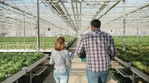 Back view of farmer walking with a box of green salad in a greenhouse Stockbeeldmateriaal 115703690