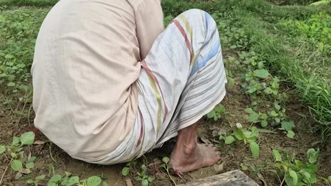 Back View Of Farmer Wearing Traditional Dress Sitting Barefoot Weeding Field Stock Footage 338268673