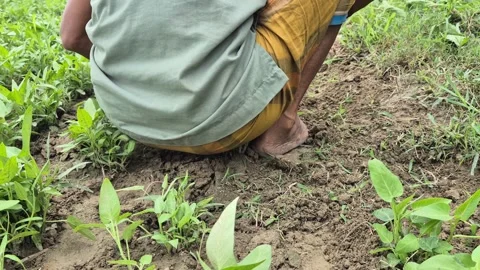 Back View Of Farmer Weeding In Agricultural Field In Bangladesh Stock Footage 338312509