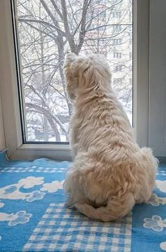 Back view of a fluffy white dog sitting on a blue blanket and looking out of Foto stock