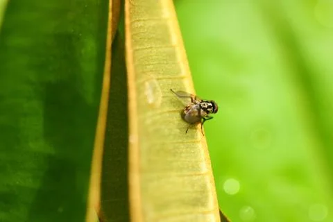 Back view of fly on leaf Stock Photos