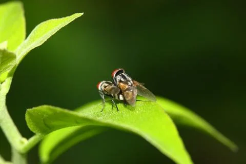 Back view of fly mating blur background Stock Photos