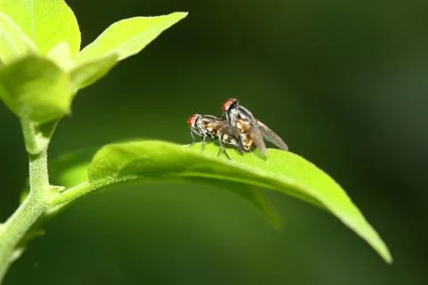 Back view of fly mating blur background in morning Stock Photos
