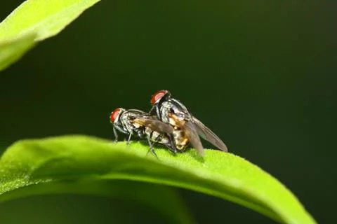 Back view of fly mating blur background flash on Stock Photos