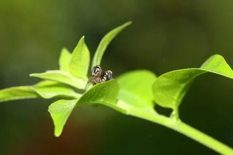 Back view of fly mating Stock Photos
