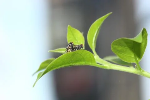 Back view of fly mating Stock Photos