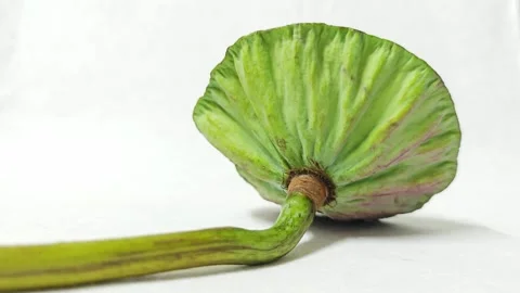 Back view of fresh green lotus seed pod with long stem on white background. Stock Footage 343033987