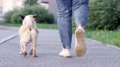 Back view of funny walk Pug puppy walkin... | Stock Video | Pond5