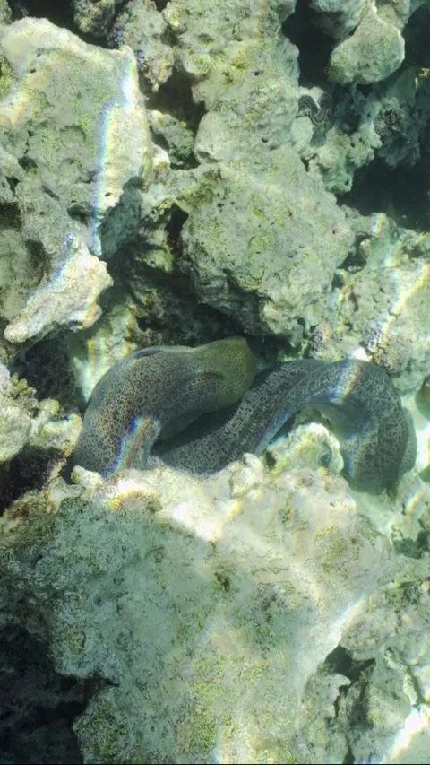 Back view of Giant moray eel swims on top of shallow coral reef in sunburst Video stock 242919143