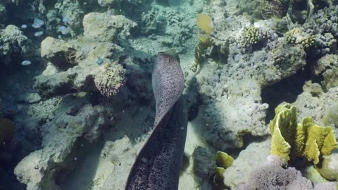 Back view, Giant moray eel swims on top of coral reef in daytime on sunrays Stock Footage 243444993