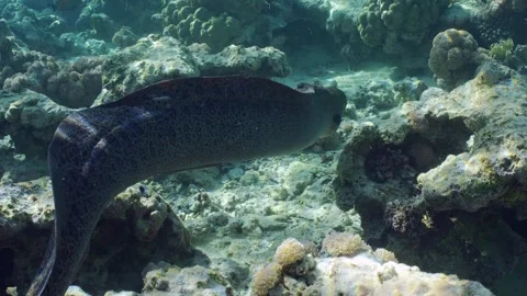 Back view, Giant moray eel swims on top of coral reef in daytime on sunrays Video stock 244214383