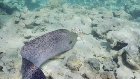 Back view, Giant moray eel floats over top of coral reef in sunburst Video stock 246012406