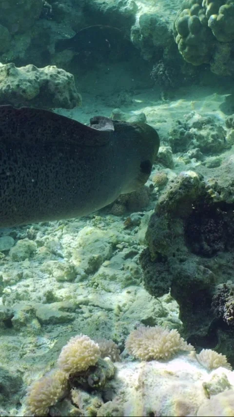 Back view, Giant moray eel swims on top of coral reef in daytime on sunburst Video stock 246123025
