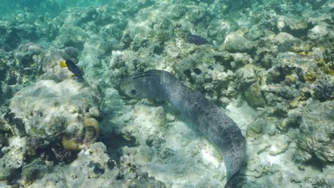 Back view, Giant moray eel floats on top of coral reef in daytime on sunrays Video stock 281321672