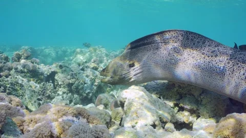 Back view, Giant moray swim among corals on top of shallow reef in sunshine Stock Footage 247246330