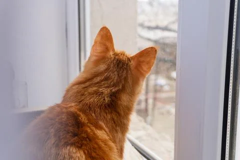 Back view of a ginger cat looking through a window at the outdoors 스톡 사진