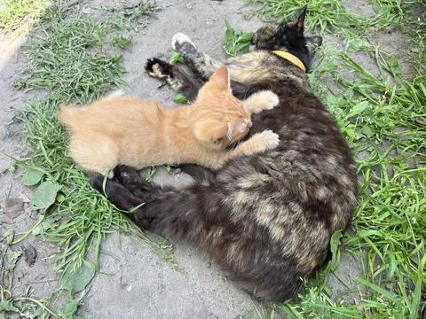 Back view of ginger kitten cuddling with mother cat Fotos de archivo