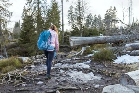 Back view of a girl with a rucksack doing hiking in the spring forest. Adult Stock Photos