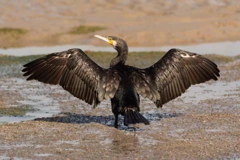 Back view of a Great Cormorant drying with its wings spread Stock Photos