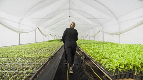 Back View of Greenhouse Workers Walking Between Long Rows of Green Seedlings Stock Footage 333717422