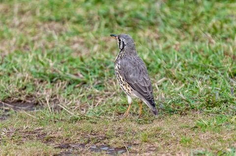 Back-view of a Groundscraper Thrush, Psophocichla litsitsirupa Stock Photos