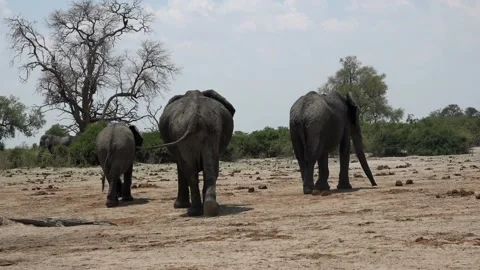 Back view of group African elephants moving in Chobe national park, Botswana Stock Footage 121958335