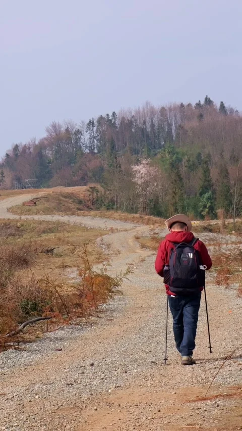 Back view of a guy hiking with trekking poles Stock Footage 329550149