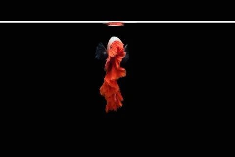Back view Halfmoon Rosetail Mascot Red Dragon betta siamese fighting fish Stock Photos
