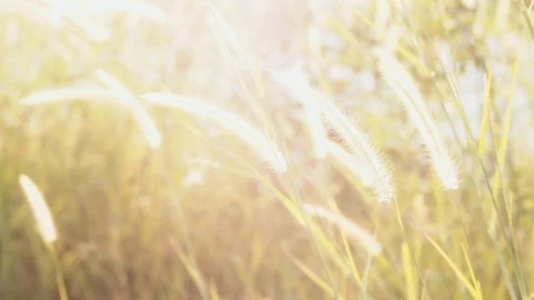 Back view. Hand of tourists touch the flower grass along the pathway in summer. Stock Footage 119550052