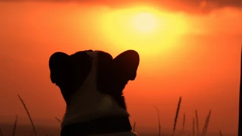 Back view on the head dog outdoors Stock Footage 120761456