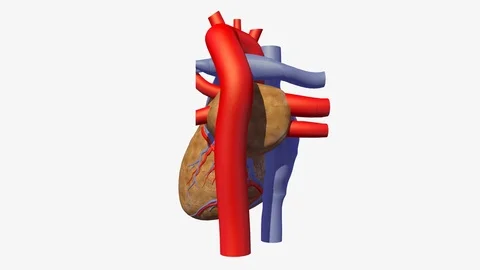 BACK VIEW OF HEART BEATING ANIMATION Vídeos de archivo 73829149