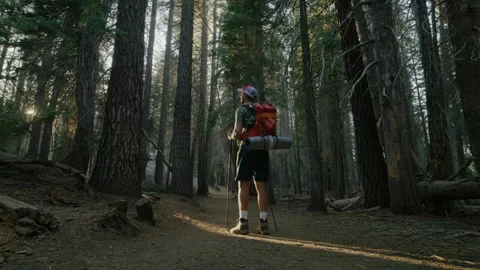 Back View of a Hiker with a Red Backpack Trekking Along a Path in the Forest Stock Footage 266664312