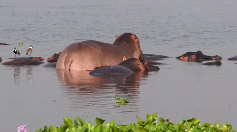 Back view of the hippos in the water, Uganda Stock Footage 44323813
