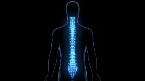 Back view of human silhouette with glowing blue spinal column detail. Stock Illustration