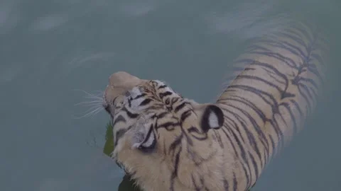 Back View of Indochinese Tiger Walking in Water Video stock 335567452