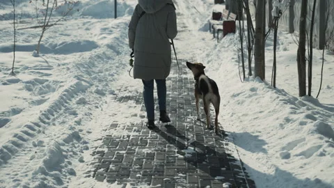 Back view of lady and her canine companion on snow-covered path, a testament to Stock Footage 266134215