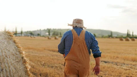 Back view of large older farmer touching hay bale during harvest. Stockbeeldmateriaal 342174401